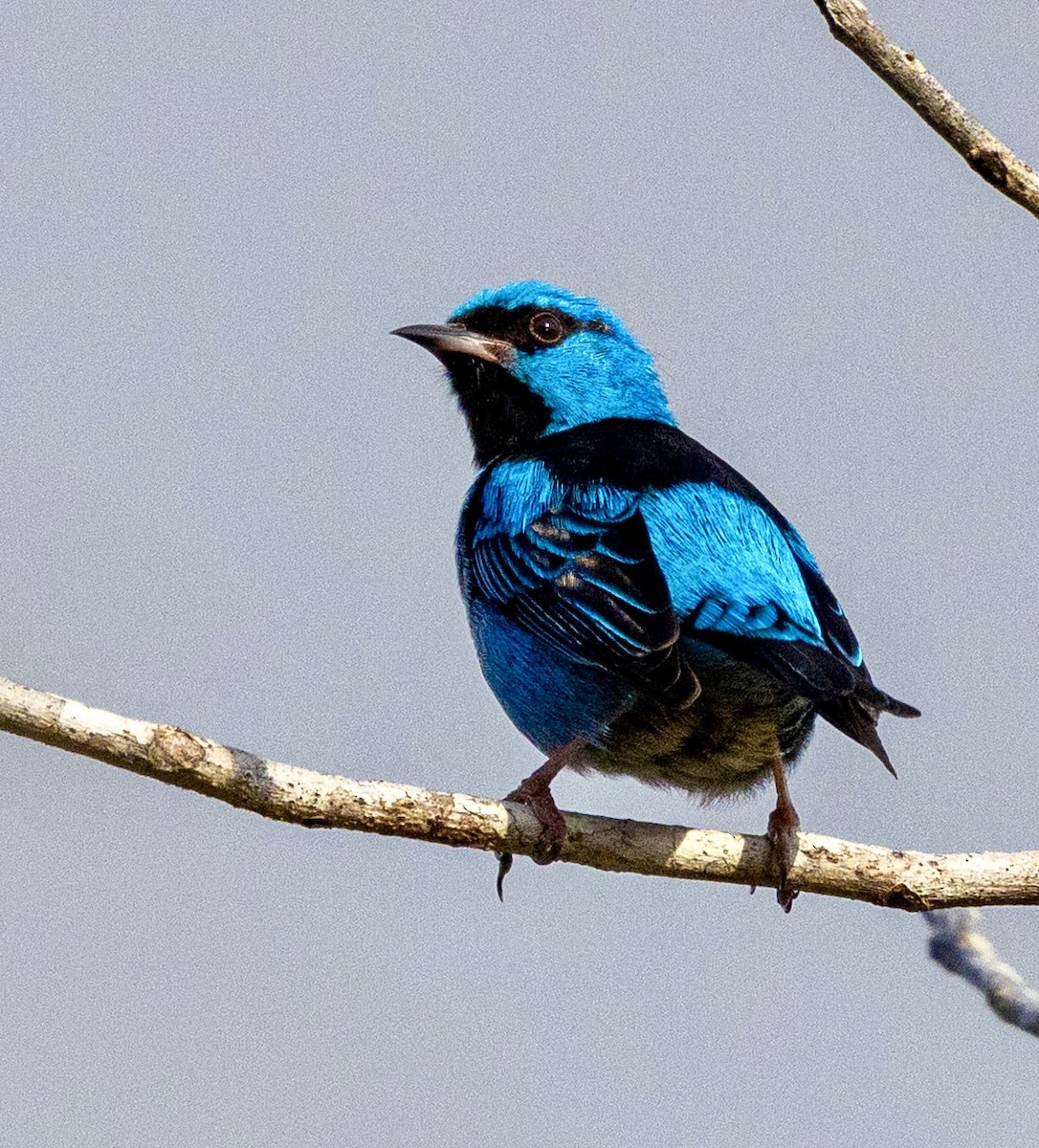 Dacnis bleu - ML644430943