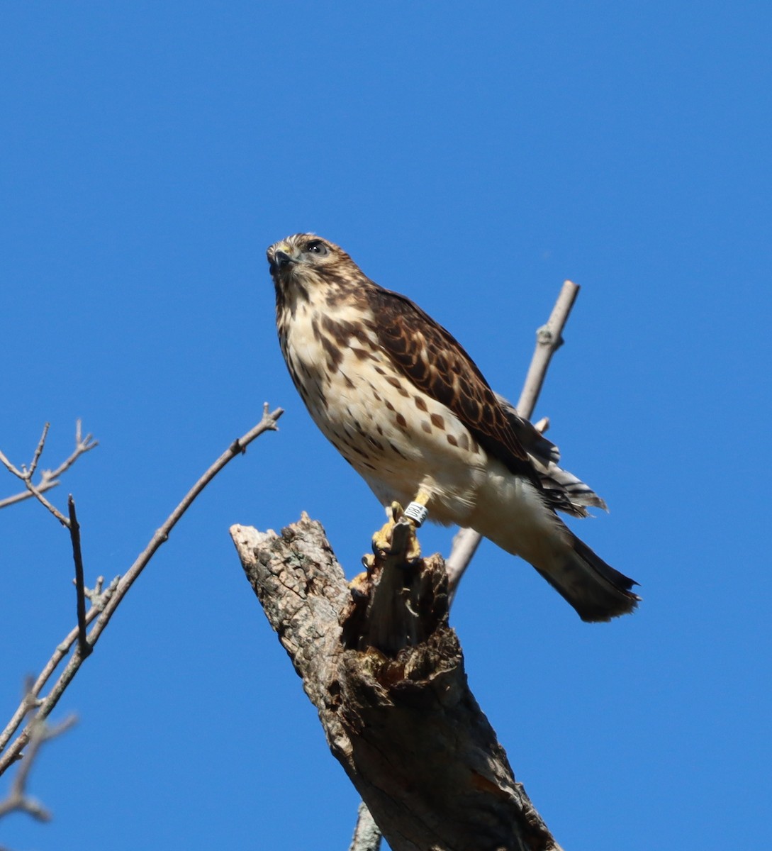 Broad-winged Hawk - ML644430948
