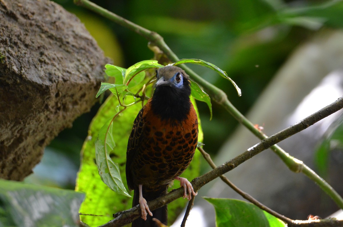 Ocellated Antbird - ML644430956