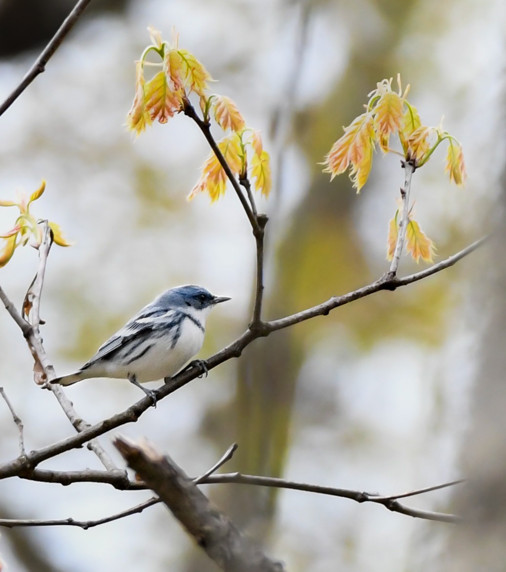 Cerulean Warbler - ML644430958