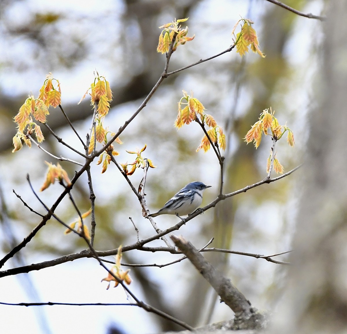 Cerulean Warbler - ML644430959
