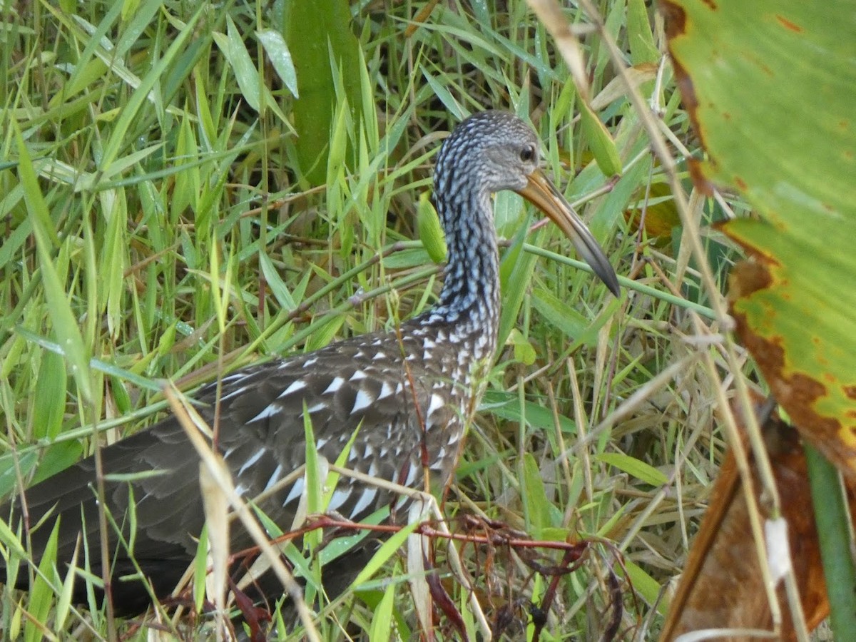 Limpkin - ML644430960