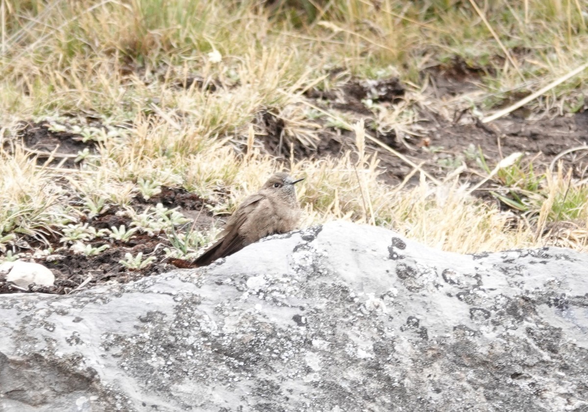 Olivaceous Thornbill - ML644430963