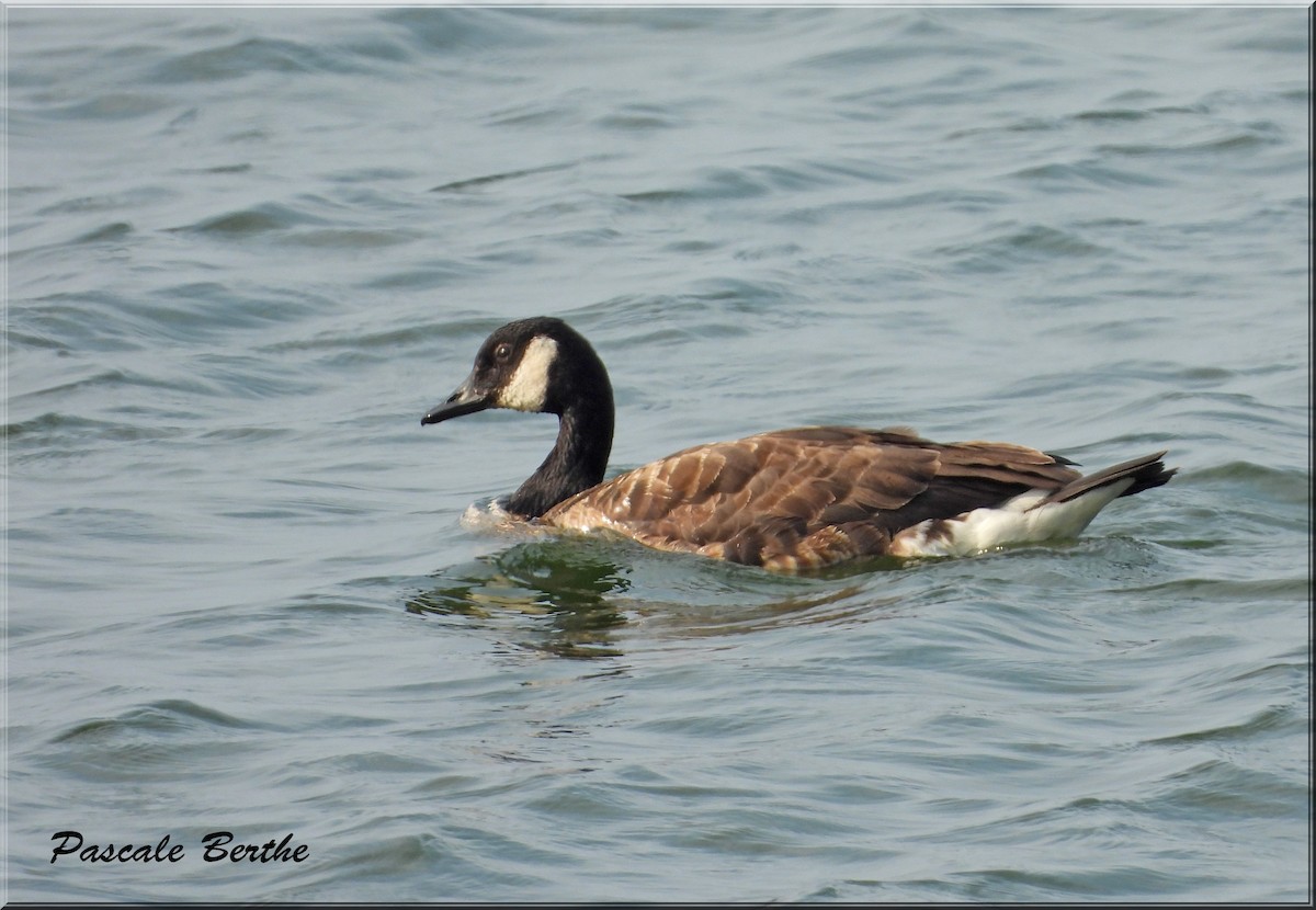 Канад галуу - ML644430964