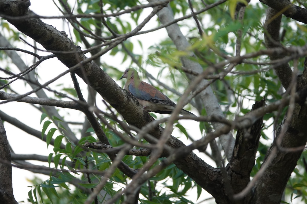 Малая горлица - ML644430969