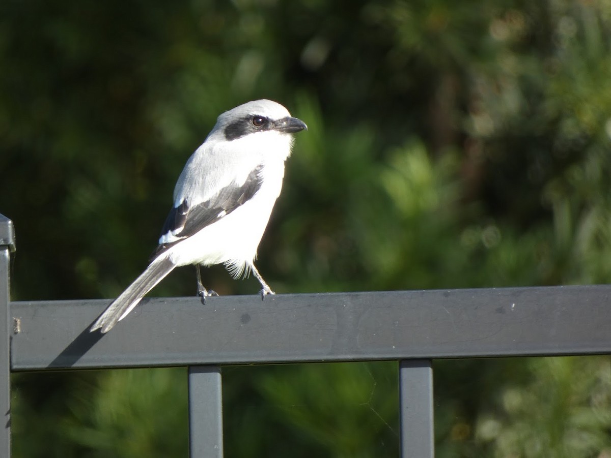 Loggerhead Shrike - ML644430970