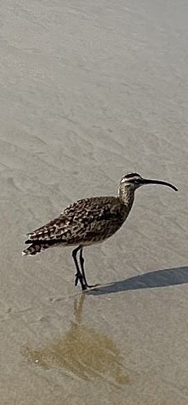 Hudsonian/Eurasian Whimbrel - ML644430977