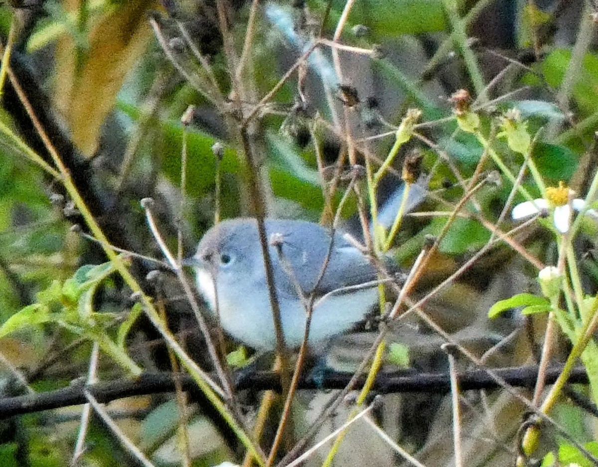 Perlita Grisilla - ML644430978