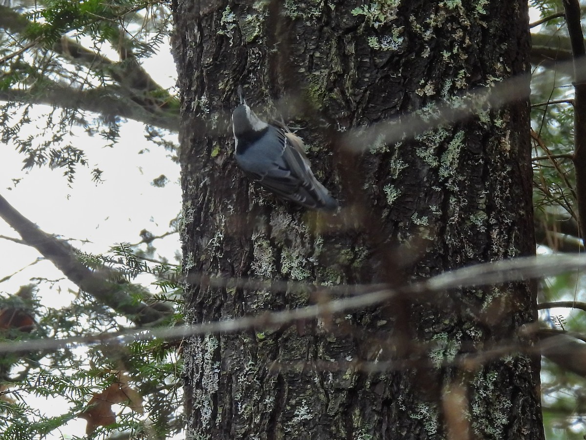 White-breasted Nuthatch - ML644430979