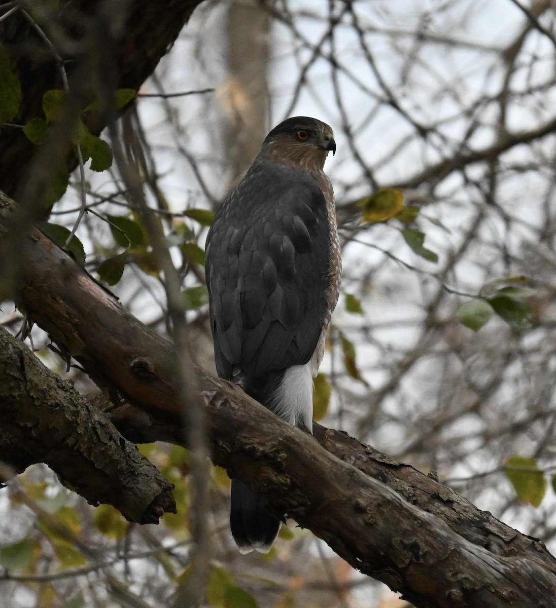 jestřáb americký - ML644430980