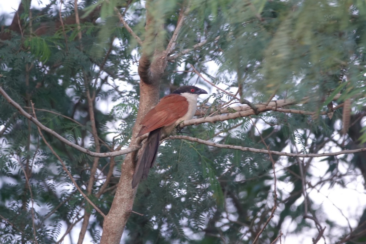 セネガルバンケン - ML644430981