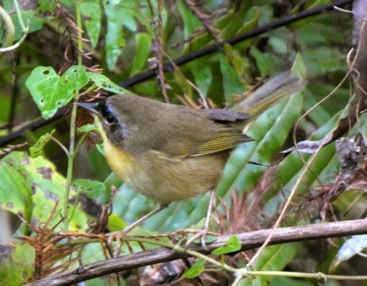 Common Yellowthroat - ML644430983