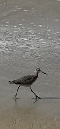 vodouš břehoušovitý - ML644430984