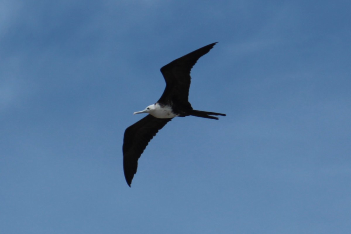 アメリカグンカンドリ - ML644430986