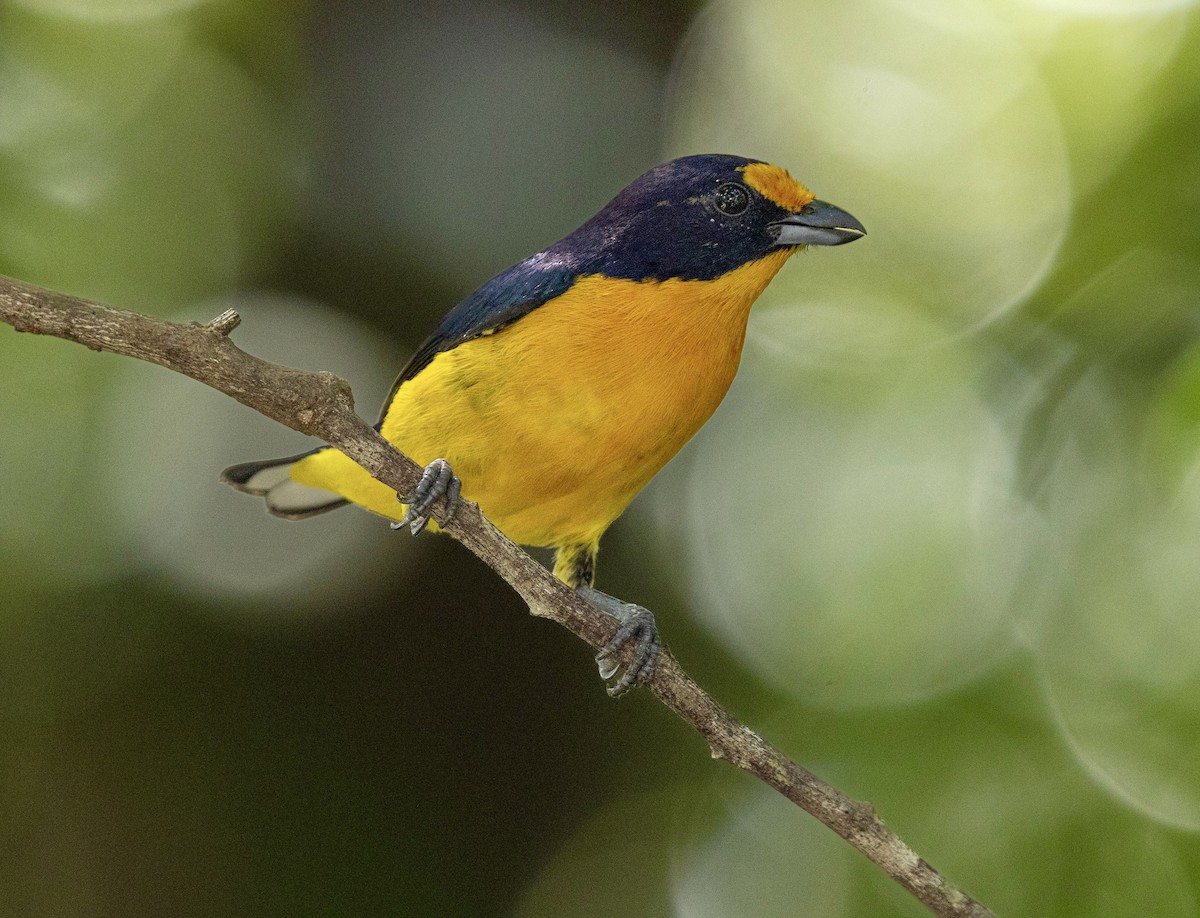 Violaceous Euphonia - ML644430987