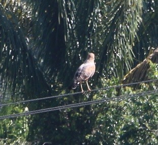 Savanna Hawk - ML644430997