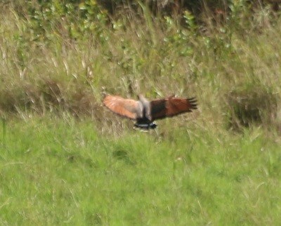 Savanna Hawk - ML644430998