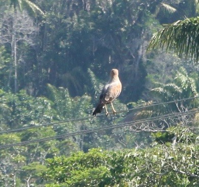 Savanna Hawk - ML644430999