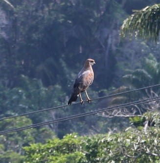 Savanna Hawk - ML644431000