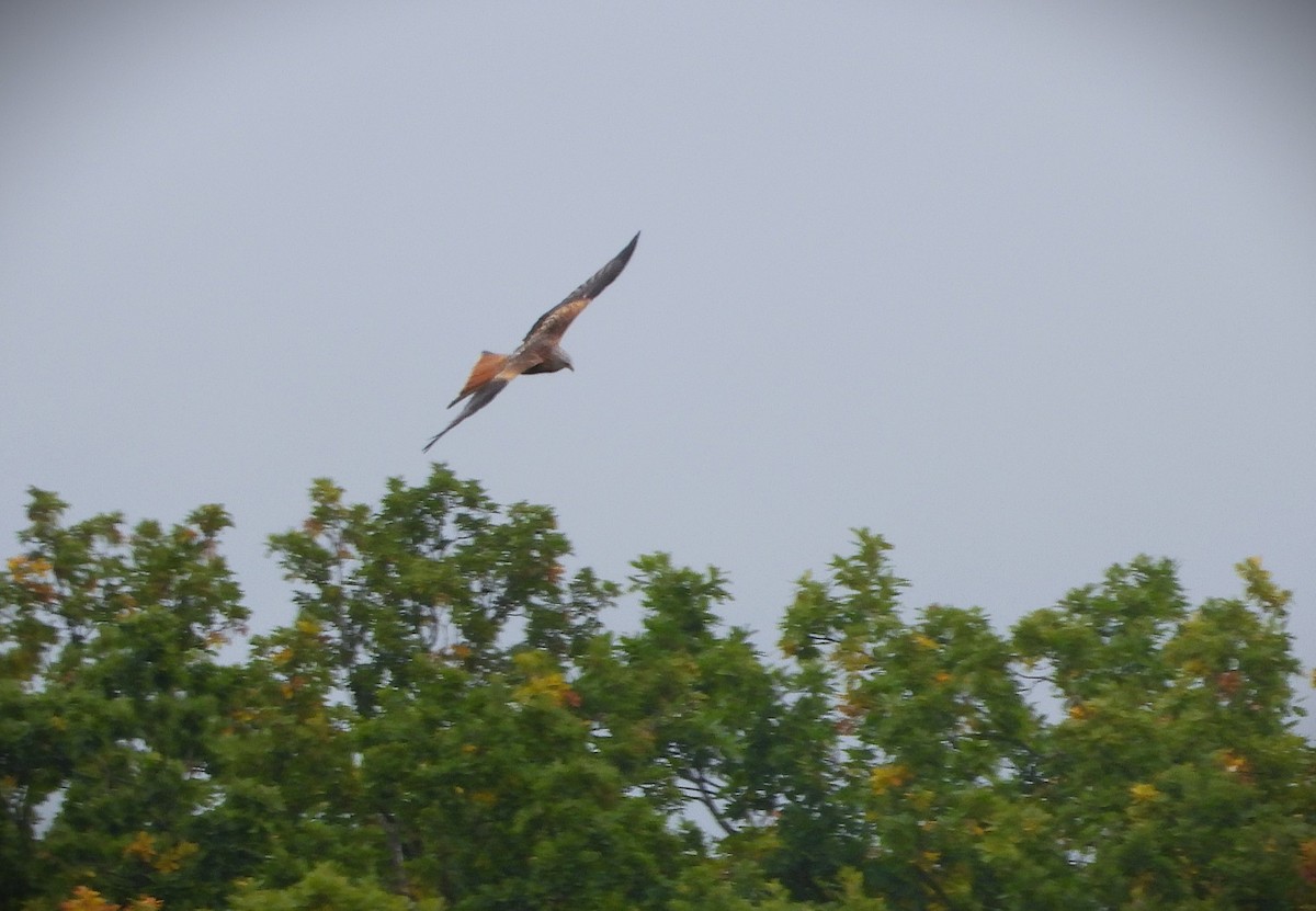 Red Kite - ML644431002