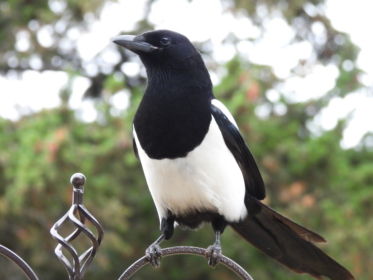 Black-billed Magpie - ML644431004
