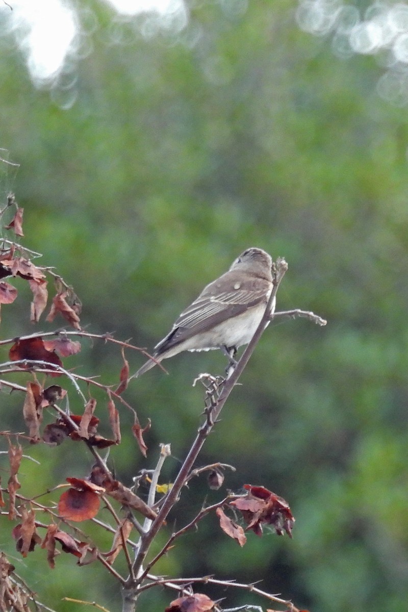 Grauschnäpper - ML644431023