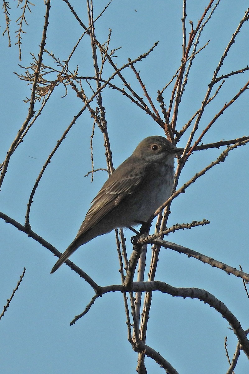 Grauschnäpper - ML644431024