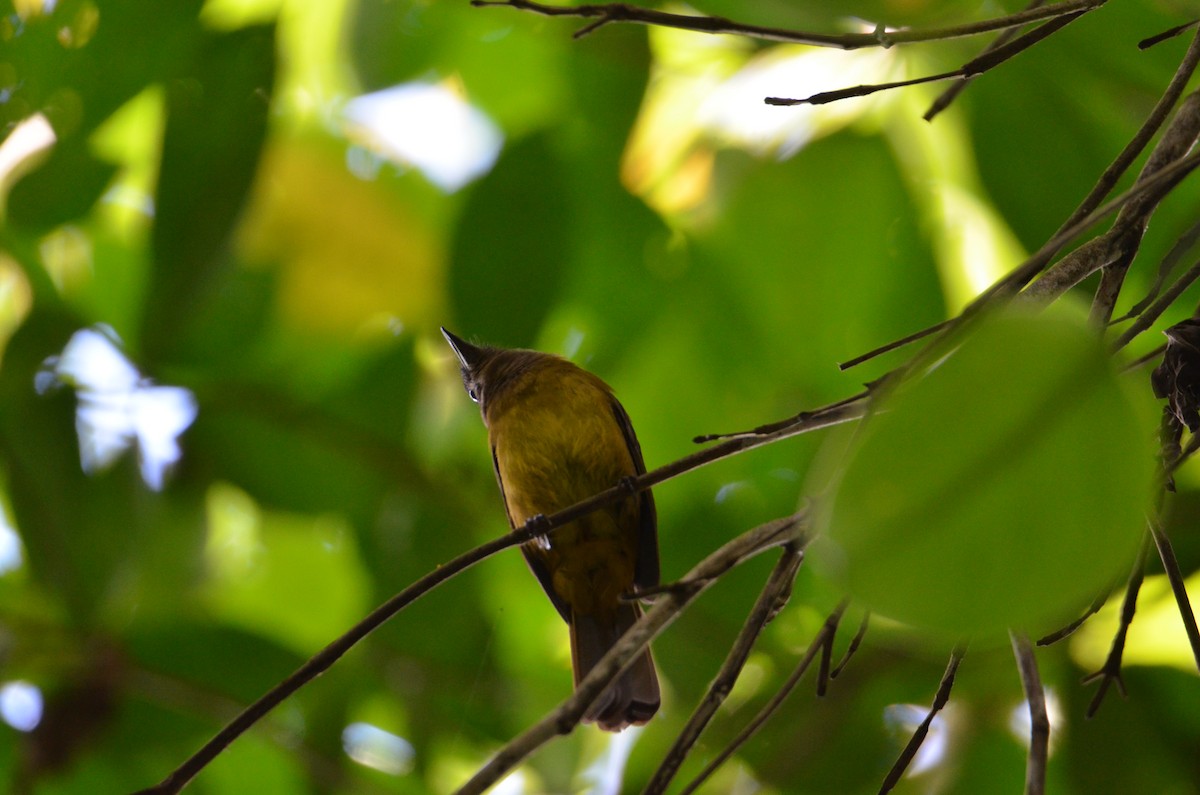 Carmiol's Tanager - ML644431035