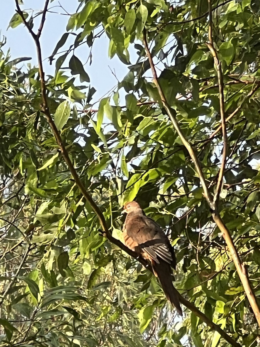 Phasianelle brune - ML644431041