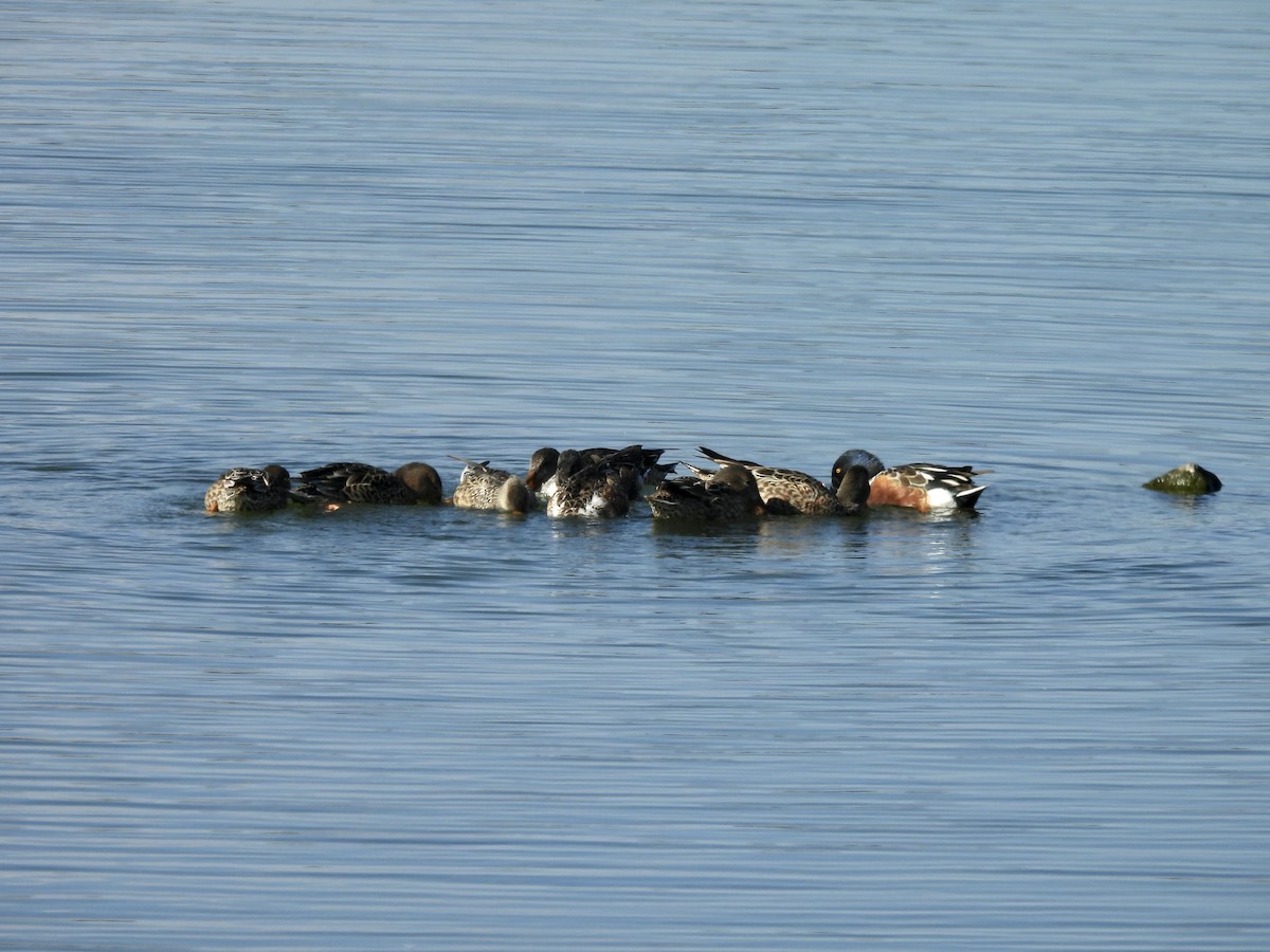 skjeand - ML644431047