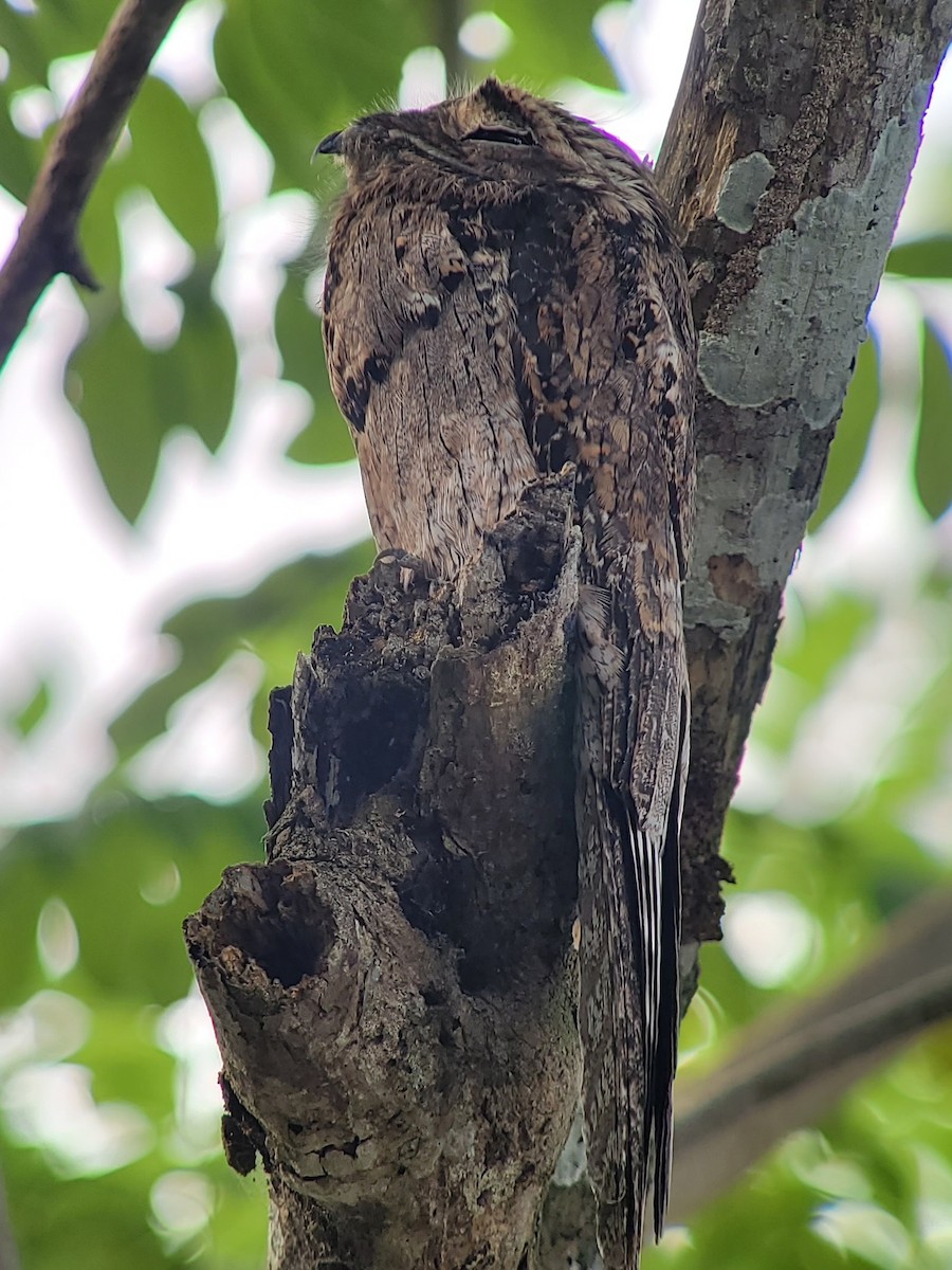 Ibijau gris - ML644431050