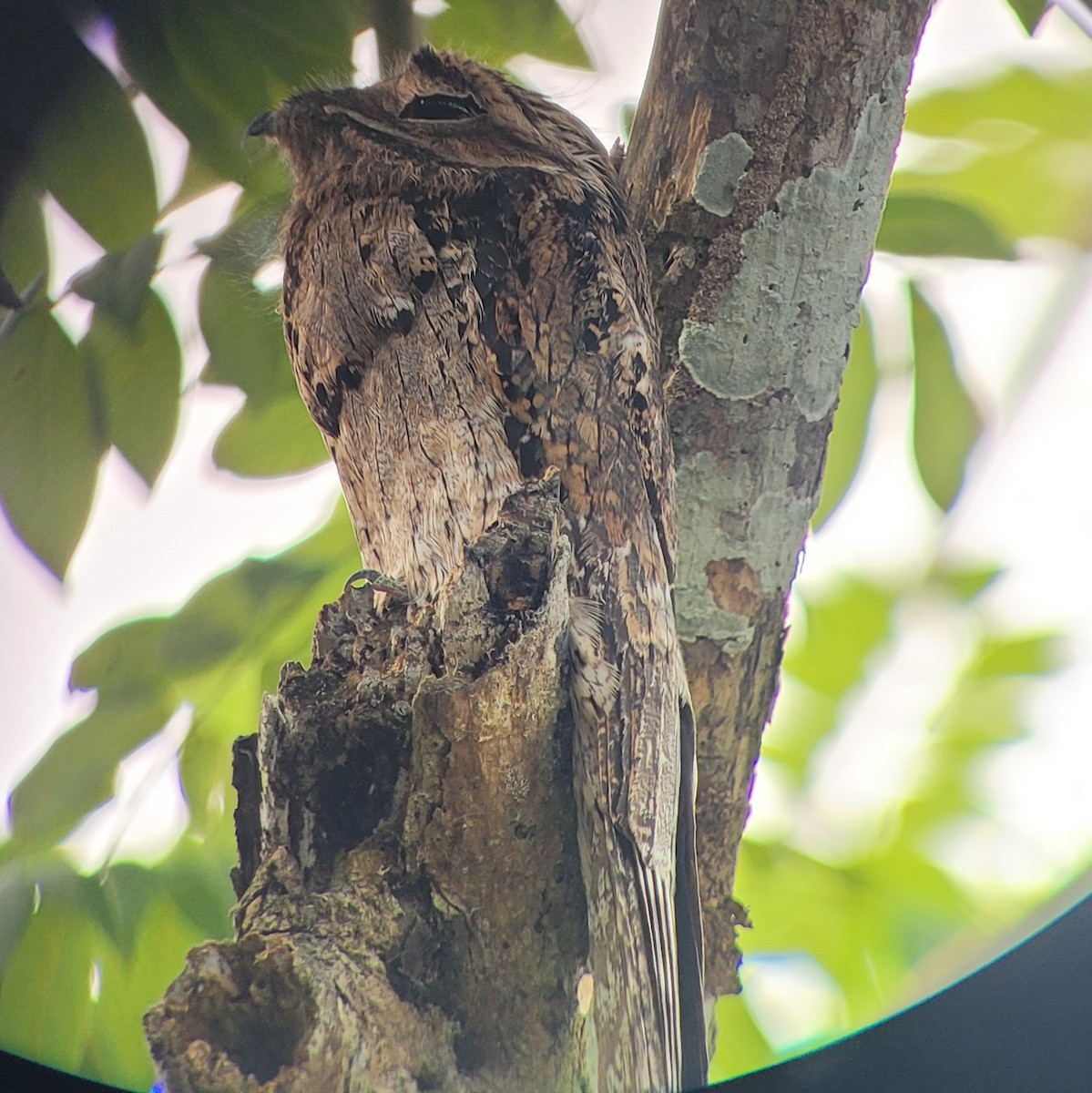 Ibijau gris - ML644431051