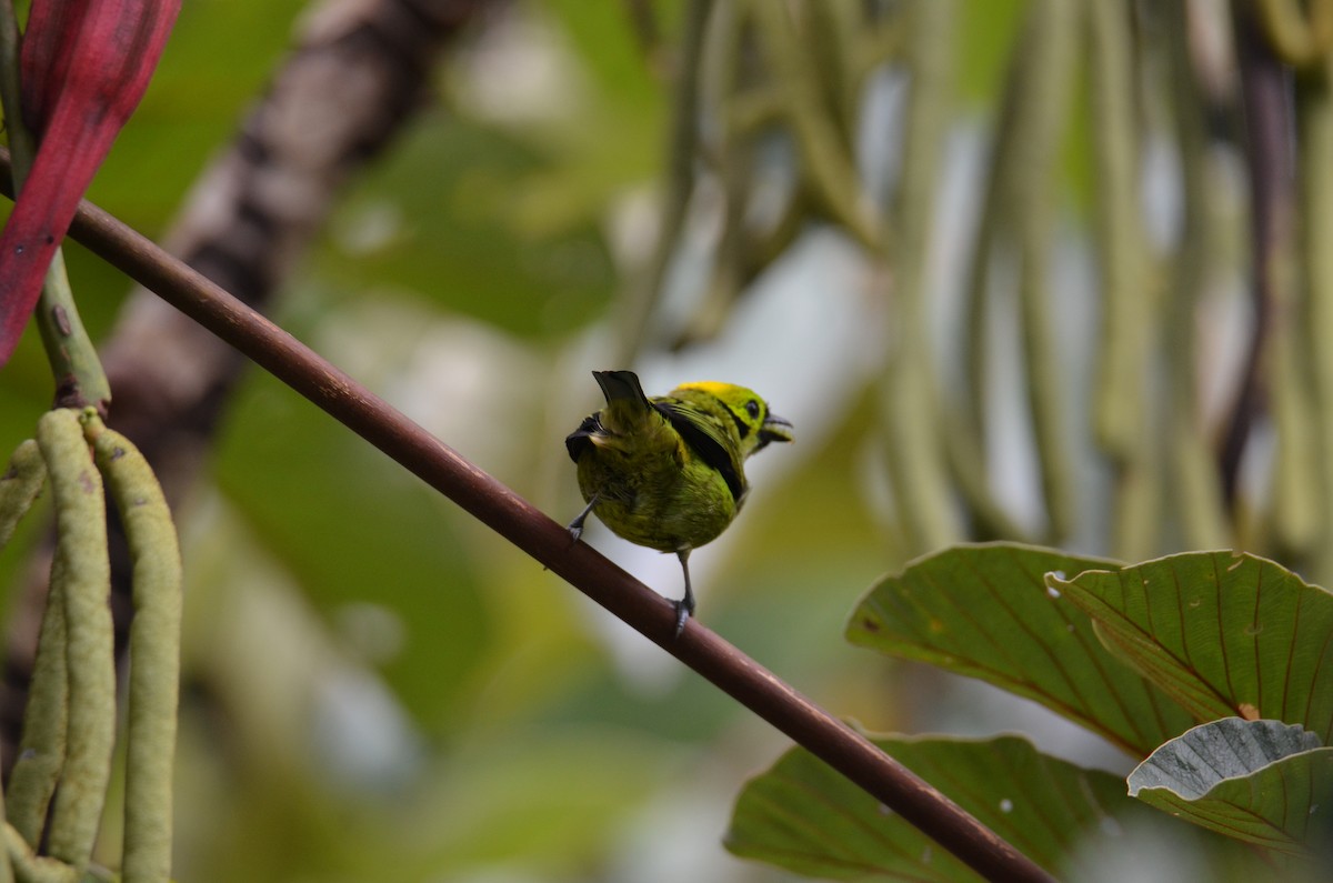 Emerald Tanager - ML644431056