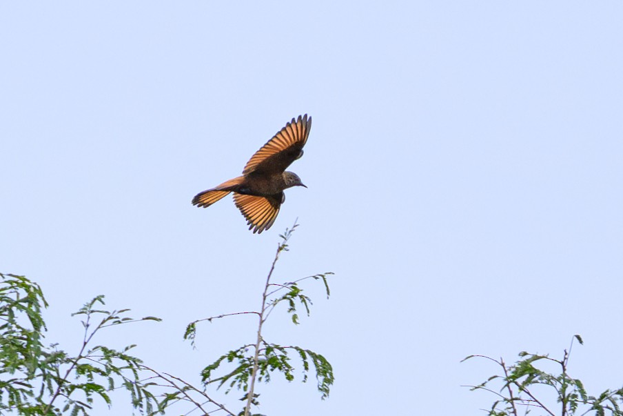 Cliff Flycatcher - ML644431065