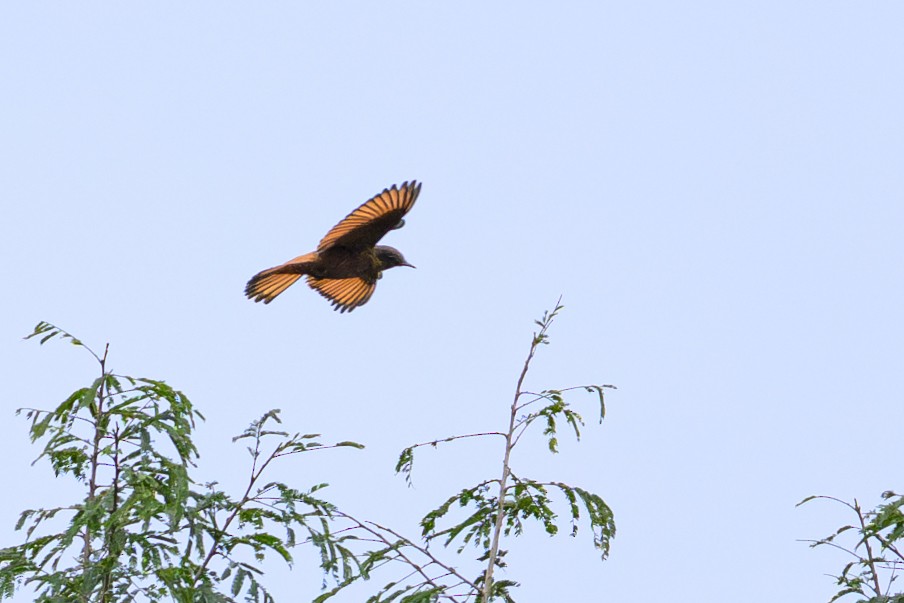 Cliff Flycatcher - ML644431066