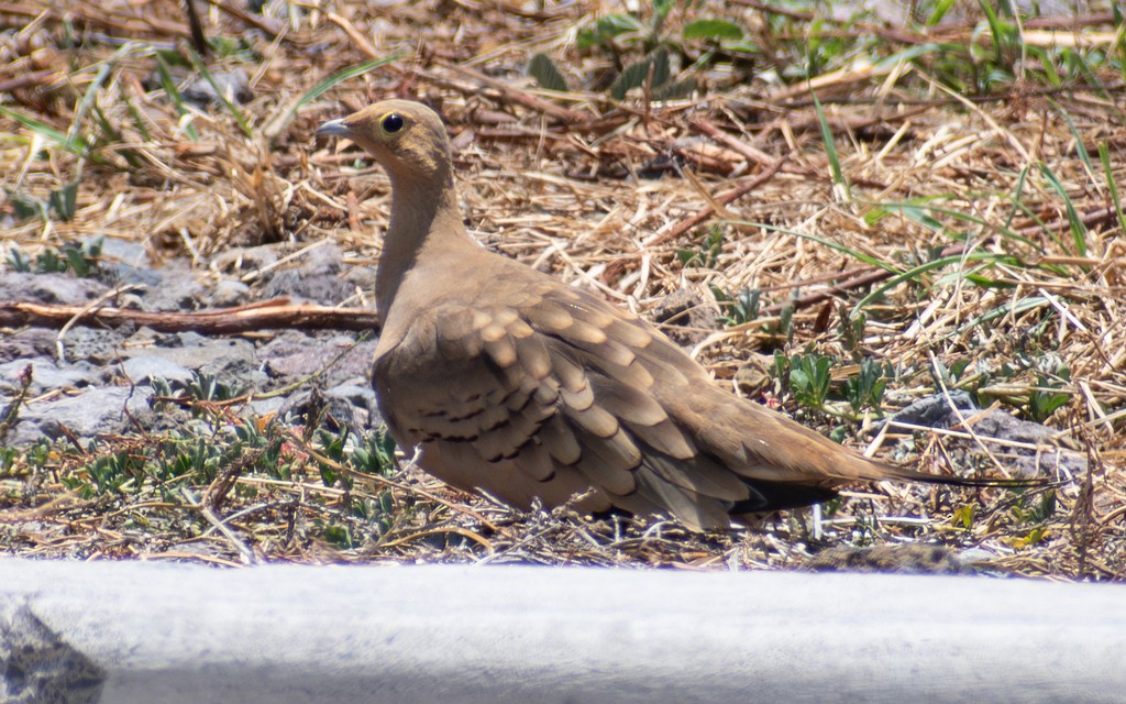 Ganga azpiarrea - ML644431070