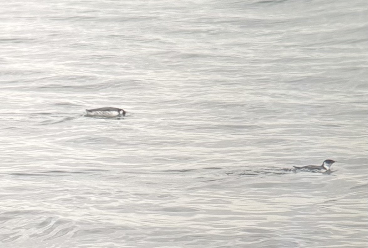 Ancient Murrelet - ML644431079