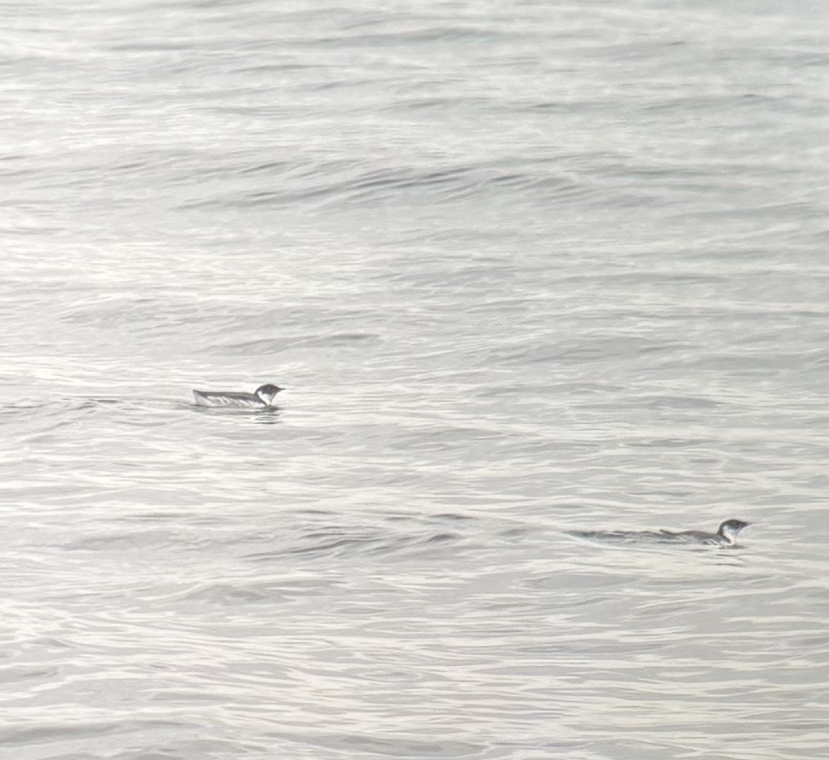 Ancient Murrelet - ML644431080