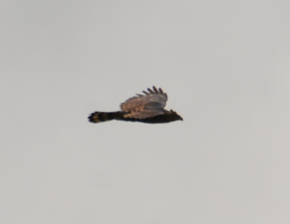 Prachtadler - ML644431081