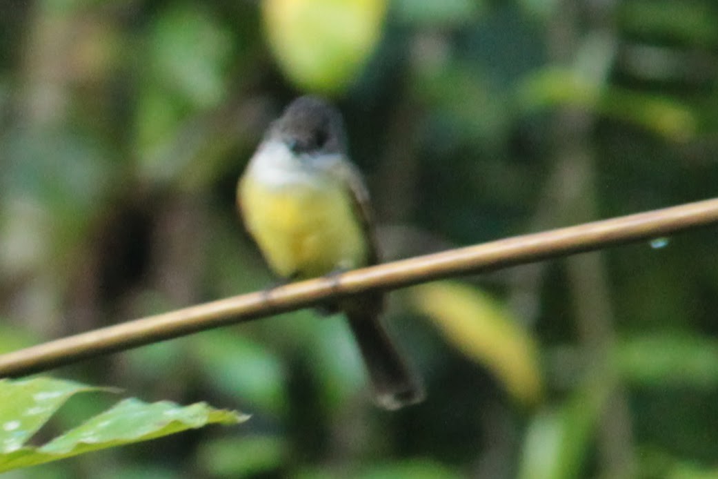 Dusky-capped Flycatcher - ML644431083
