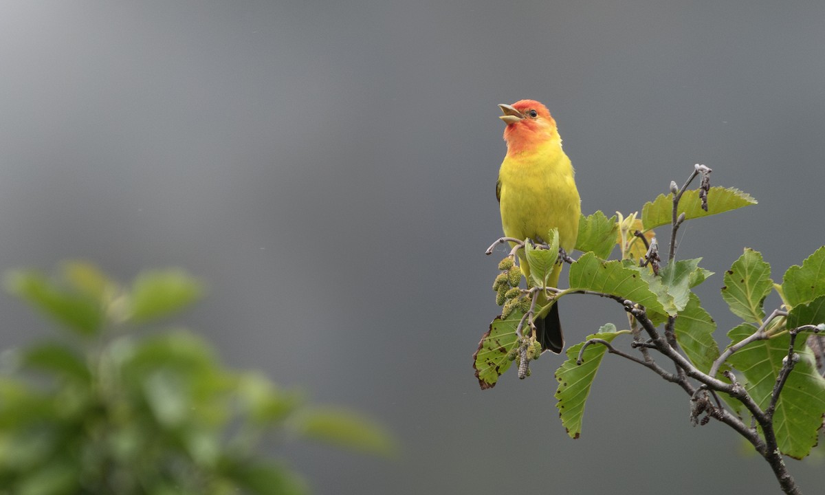 Желтоплечая пиранга - ML644431086