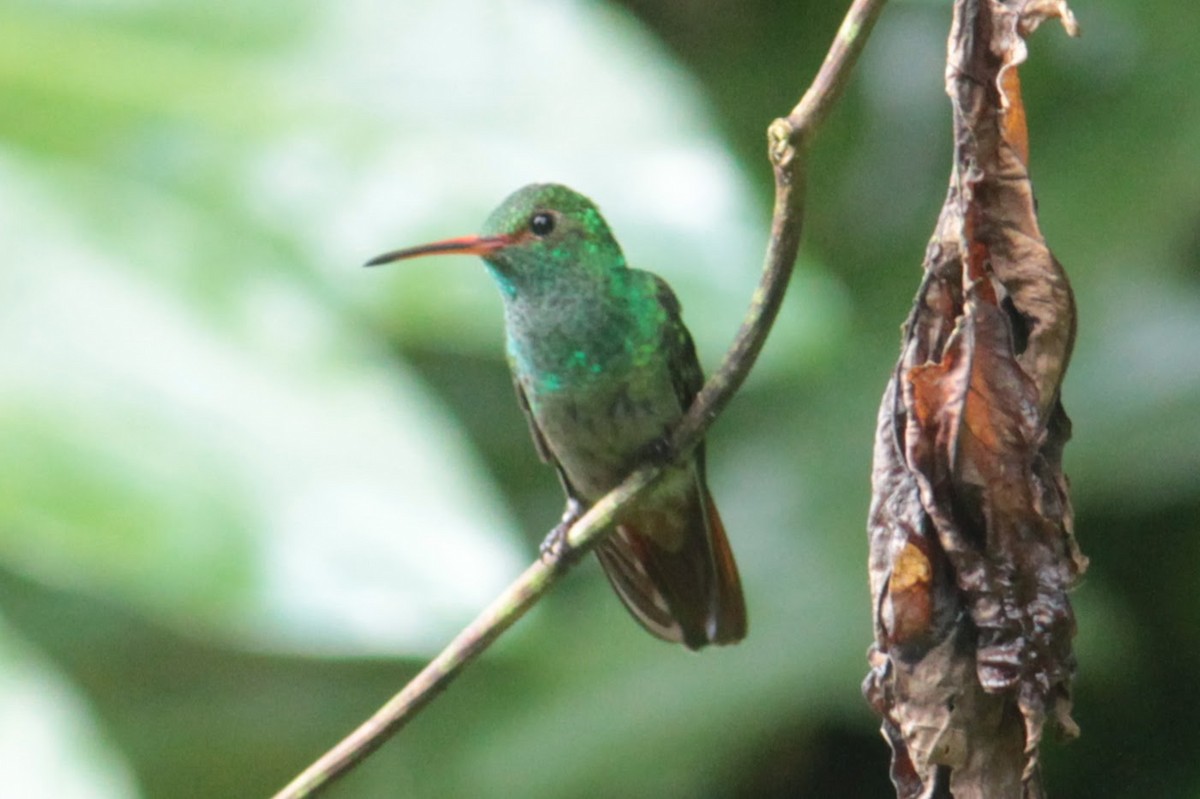 Rufous-tailed Hummingbird - ML644431087