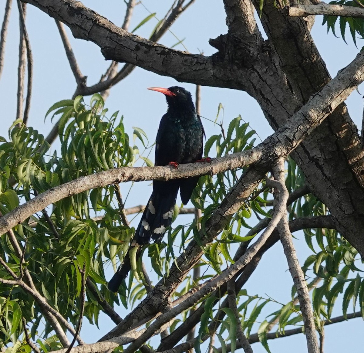 Слотняк пурпуровий - ML644431091