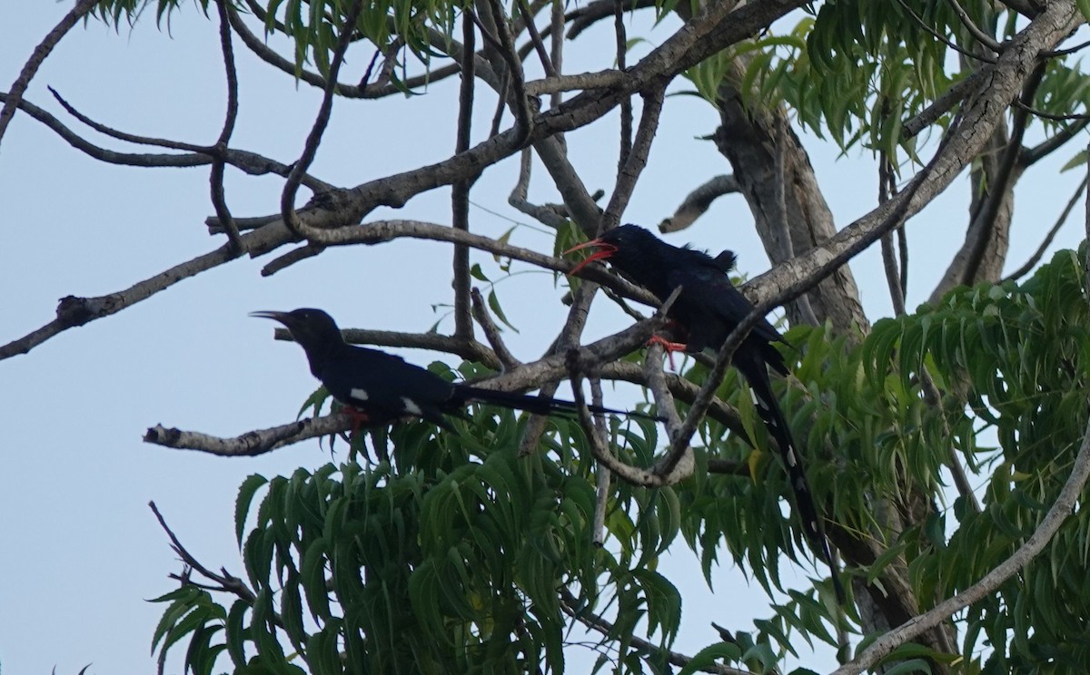 Слотняк пурпуровий - ML644431092