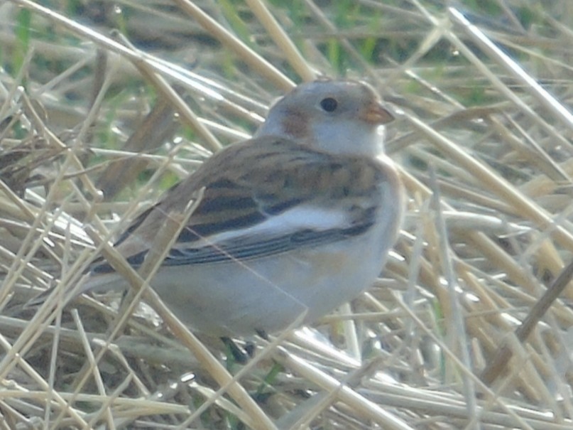 Цасч хөмрөг - ML644431095