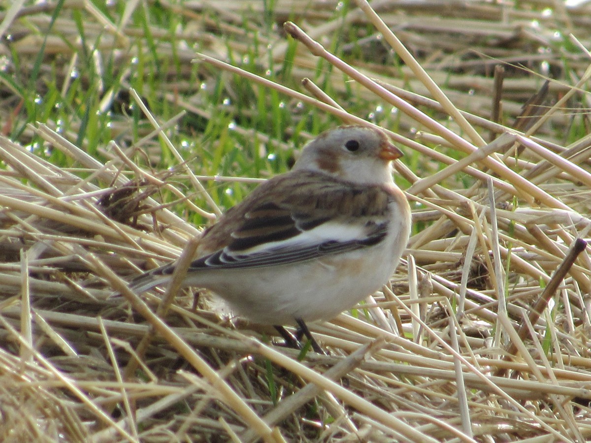 Цасч хөмрөг - ML644431105