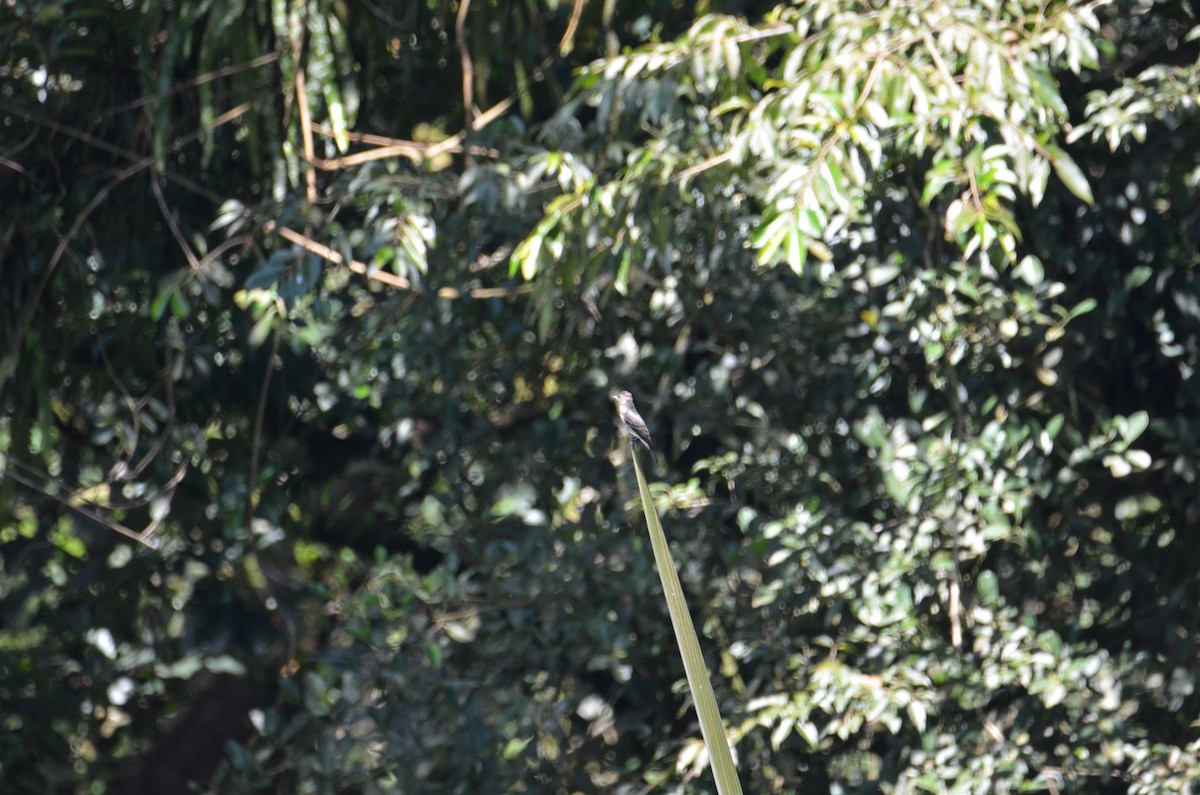 Olive-sided Flycatcher - ML644431125