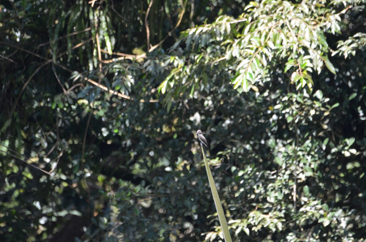 Olive-sided Flycatcher - ML644431126