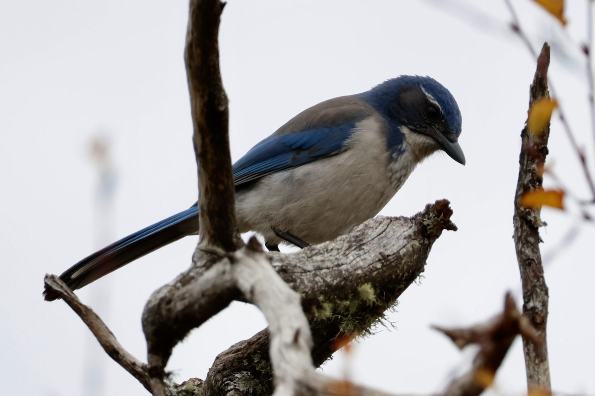California Scrub-Jay - ML644431128