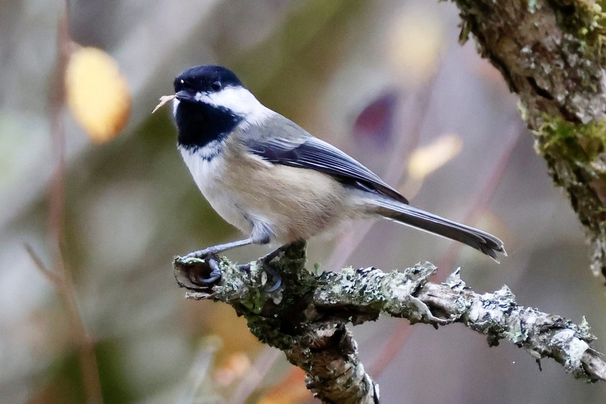 Black-capped Chickadee - ML644431133